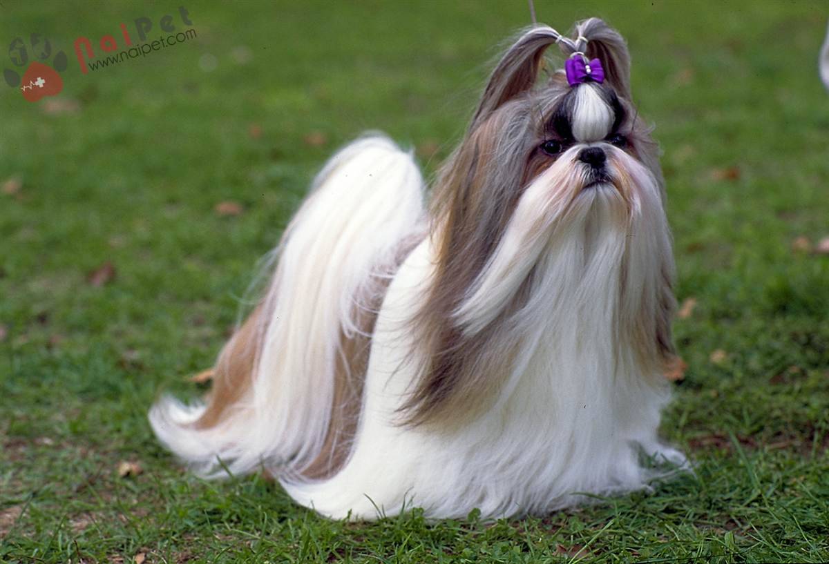 Shih-Tzu-5