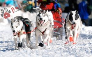 Siberian-Husky-cho-tuyet-1