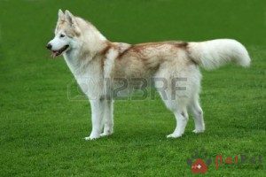Siberian-Husky-cho-tuyet-10
