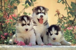Siberian-Husky-cho-tuyet-11