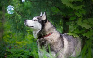 Siberian-Husky-cho-tuyet-12