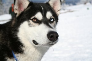 Siberian-Husky-cho-tuyet-13
