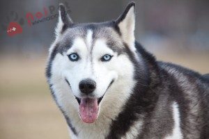 Siberian-Husky-cho-tuyet-16