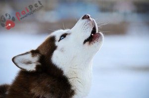 Siberian-Husky-cho-tuyet-2