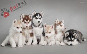 Siberian-Husky-cho-tuyet-3