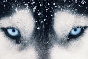 Siberian-Husky-cho-tuyet-5