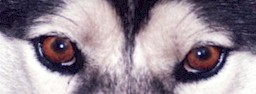Siberian-Husky-cho-tuyet-6