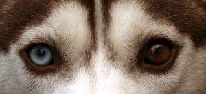 Siberian-Husky-cho-tuyet-7