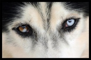 Siberian-Husky-cho-tuyet-8