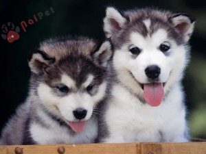 Siberian_Husky_Puppies1-300x225