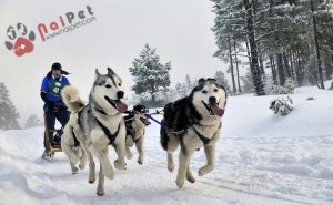 Siberian_Husky_Puppies1