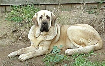 Spanish-Mastiff-3