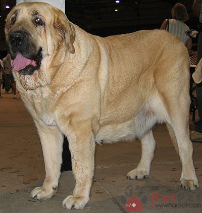 Spanish-Mastiff-4
