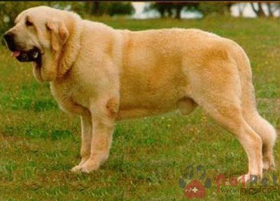 Spanish-Mastiff-5