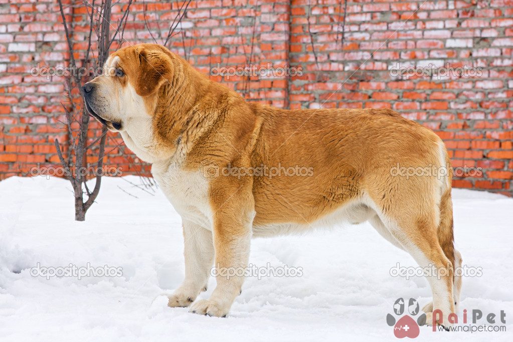 Spanish Mastiff stands in snow against brick wall