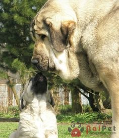 Spanish-Mastiff-9