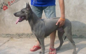 Thai-Ridgeback-Dog-cho-xoay-thai-lan-