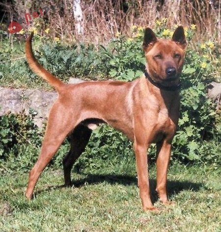 Thai-Ridgeback-Dog-cho-xoay-thai-lan-1