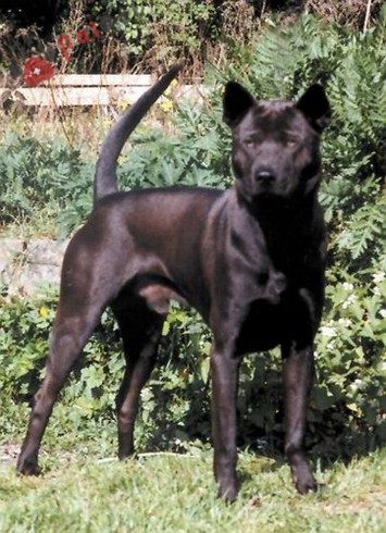 Thai-Ridgeback-Dog-cho-xoay-thai-lan-2