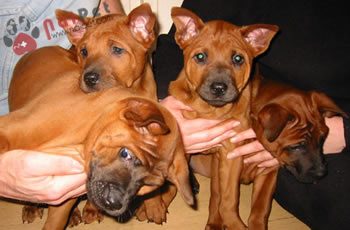 Thai-Ridgeback-Dog-cho-xoay-thai-lan-3