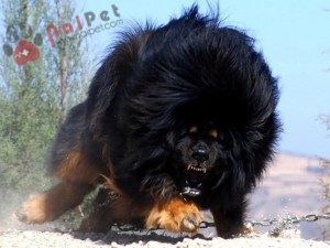 Tibetan-Mastiff-ngao-tay-tang