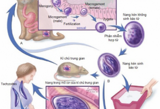 Toxoplasmosis-tren-cho-va-meo1