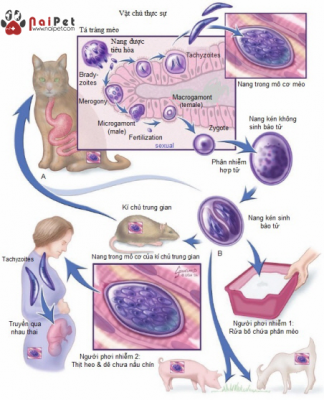 Toxoplasmosis-tren-cho-va-meo1