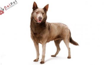 australian kelpie - cho-chan-cuu-Kelpie-cua-uc-2