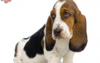 basset-hound-howard-2
