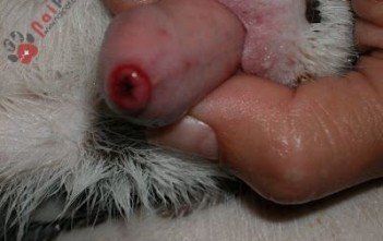 benh-do-herpesvirus-o-cho2