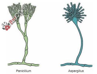 benh-do-nam-aspergillus-va-penicillium-tren-cho-meo