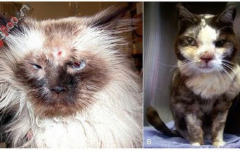 benh-do-nam-aspergillus-va-penicillium-tren-cho-meo2