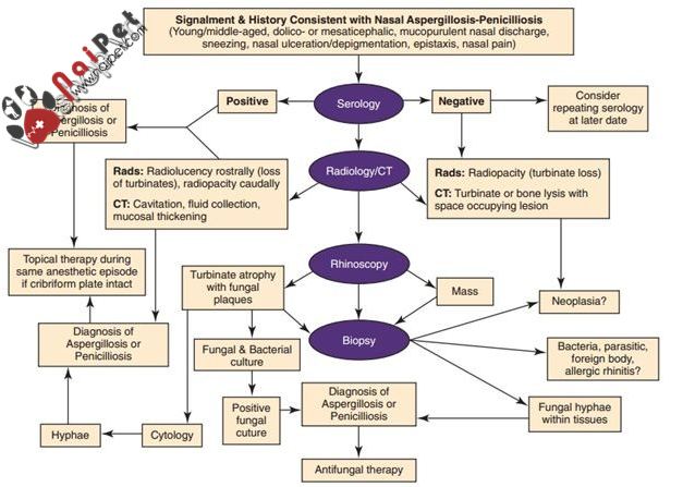 benh-do-nam-aspergillus-va-penicillium-tren-cho-meo4