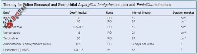 benh-do-nam-aspergillus-va-penicillium-tren-cho-meo5