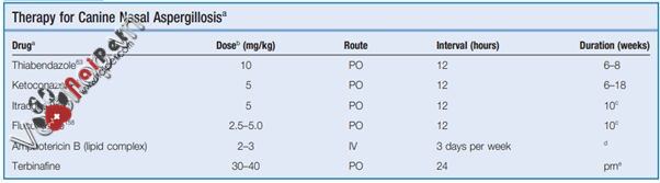 benh-do-nam-aspergillus-va-penicillium-tren-cho-meo6