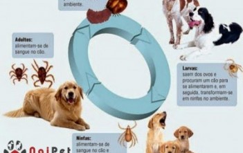 benh-giam-bach-cau-tren-cho1