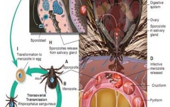 benh-le-dang-trung-tren-cho-meo1