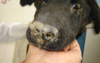 benh-sai-sot-tren-cho-canine-distemper-1