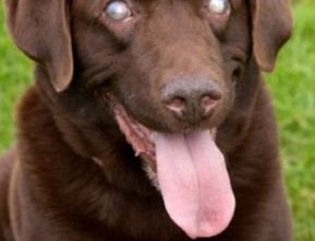 benh-teo-vong-mac-tien-trien-o-cho