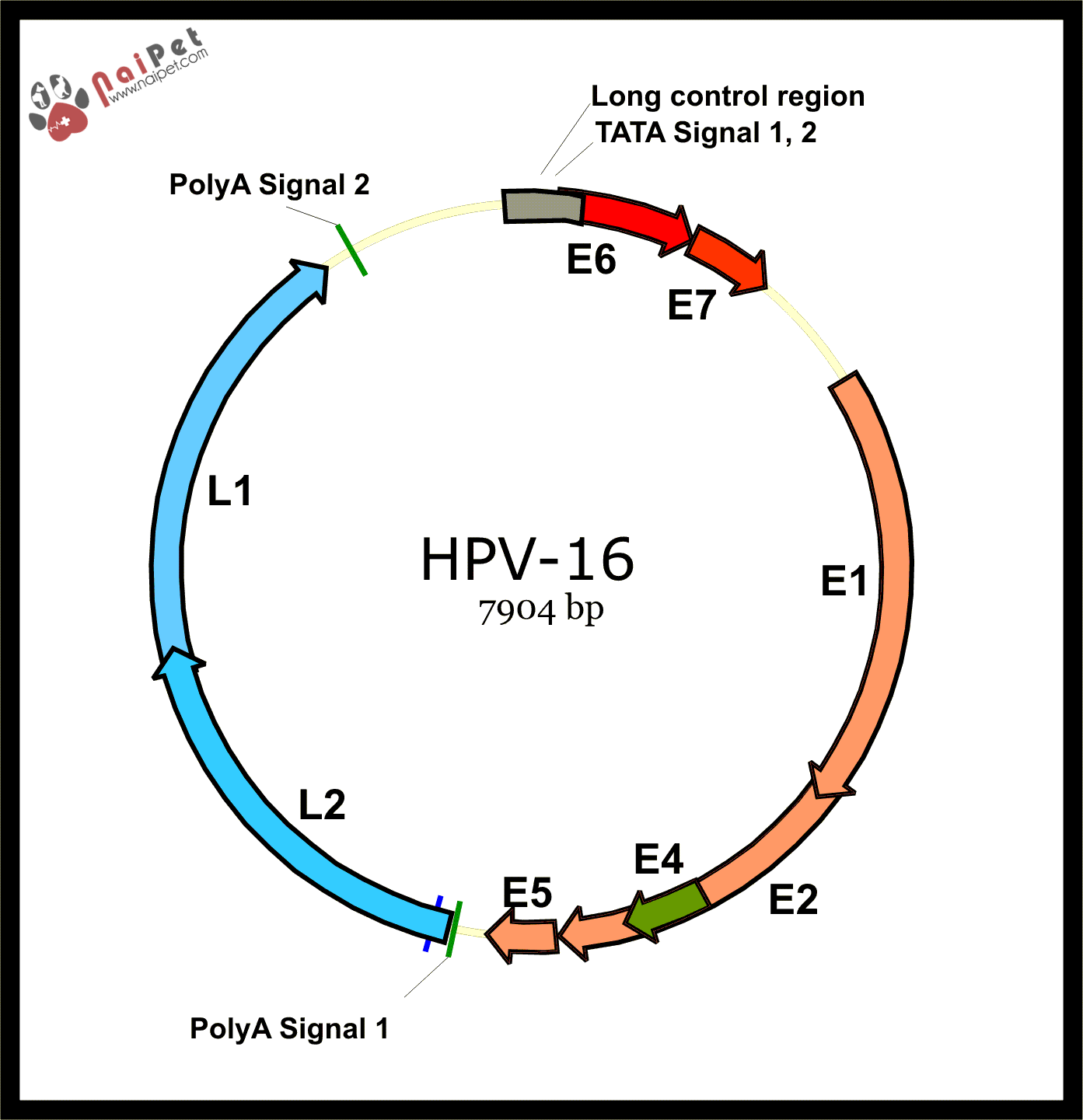 benh-truyen-nhiem-do-papillomavirus-tren-cho-meo-benh-u-nhu