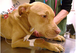 benh-viem-da-day-ruot-cap-tinh-tren-cho3