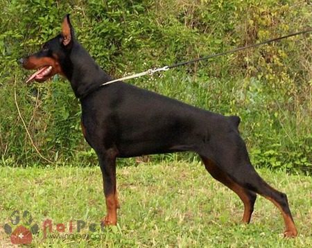 cac-giong-cho-thong-minh-European_Dobermann