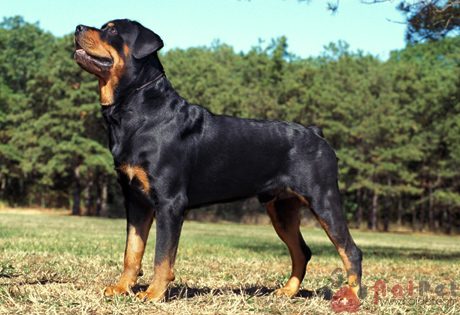 cac-giong-cho-thong-minh-rottweiler