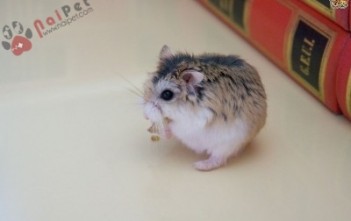 cach-chua-benh-uot-duoi-o-chuot-hamster-400x266