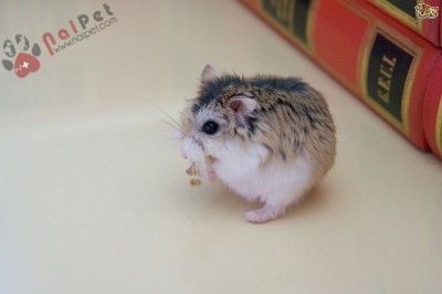 cach-chua-benh-uot-duoi-o-chuot-hamster-400x266