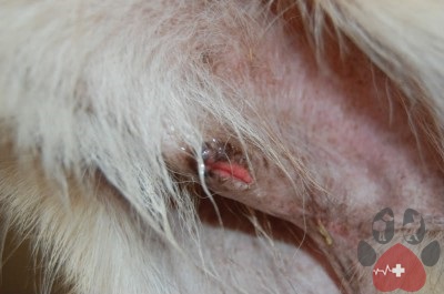 cach-chua-tri-chung-viem-bao-dau-quy-cho-400x265