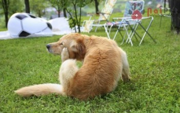 cach-dieu-tri-nhung-vet-ngua-tren-da-cun-cung-400x266