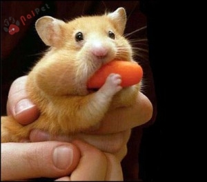 cach-lam-quen-va-huan-luyen-chuot-hamster