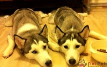 cach-su-dung-oresol-dieu-tri-mat-nuoc-o-cho-meo-Copy-400x300