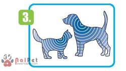 cach-su-dung-thuoc-tri-ve-ran-bo-chet-hieu-qua-frontline3